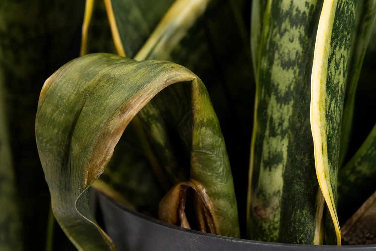 Close-up of Wilting on Snake Plant - diagnostic detail