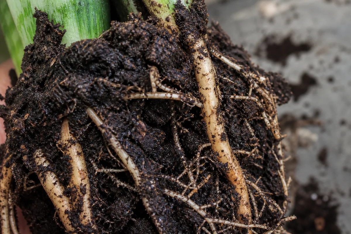 Close-up of Wrong Soil Mix on Snake Plant - diagnostic detail