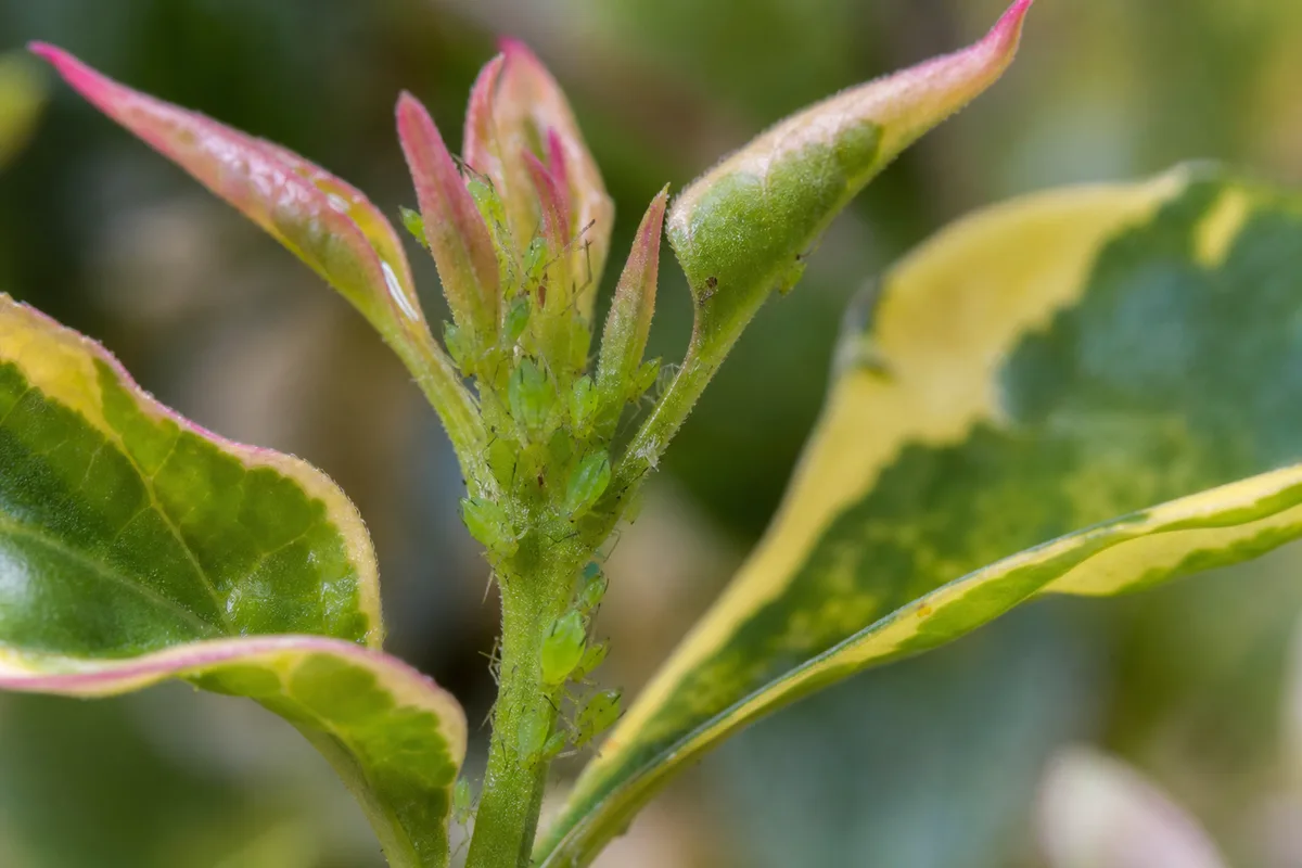 Close-up of Aphids on Song of India - diagnostic detail
