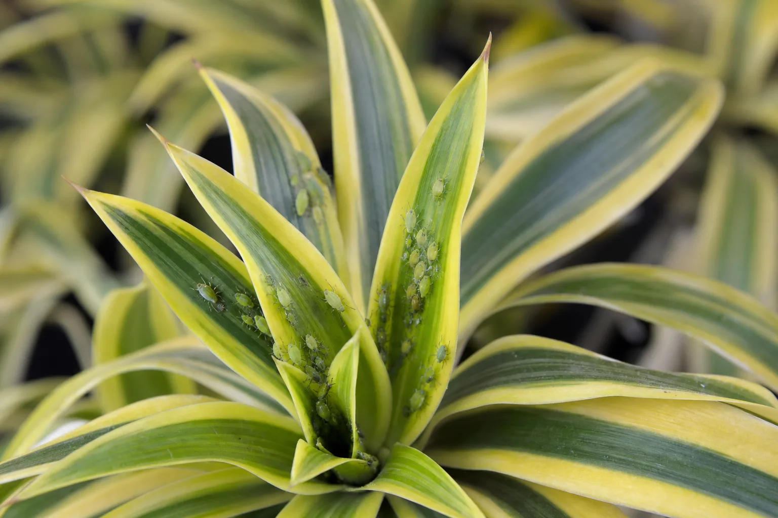 Aphids on Song of India - visible symptom on the plant