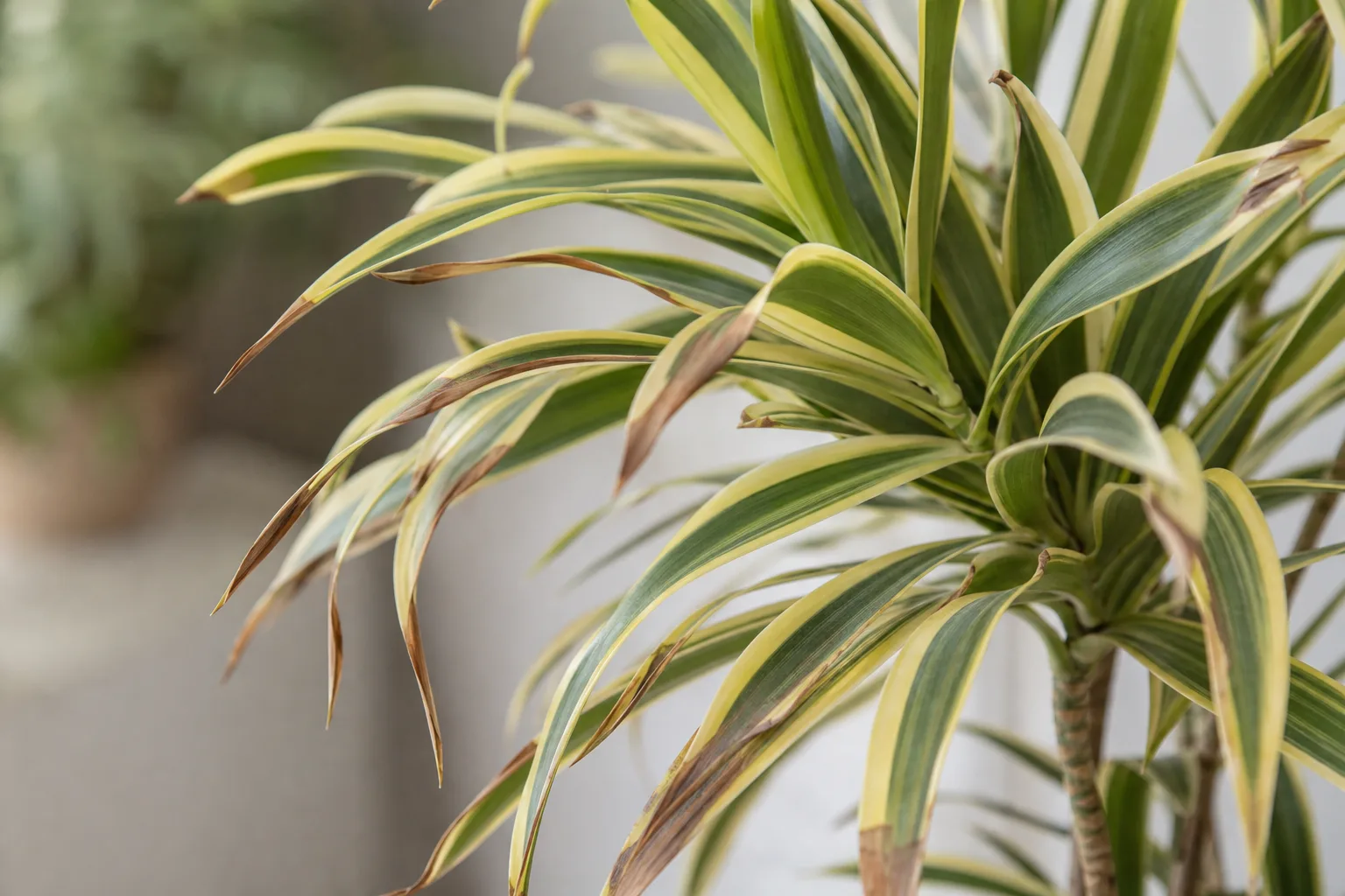 Brown Tips on Song of India - visible symptom on the plant