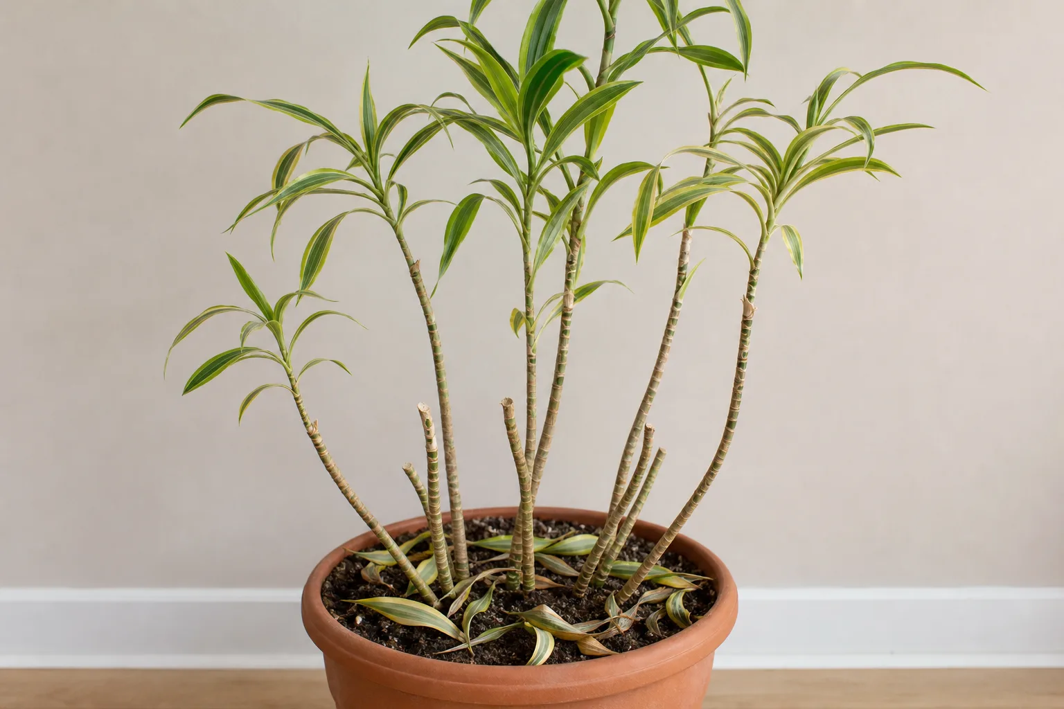 Leaf Drop on Song of India - visible symptom on the plant