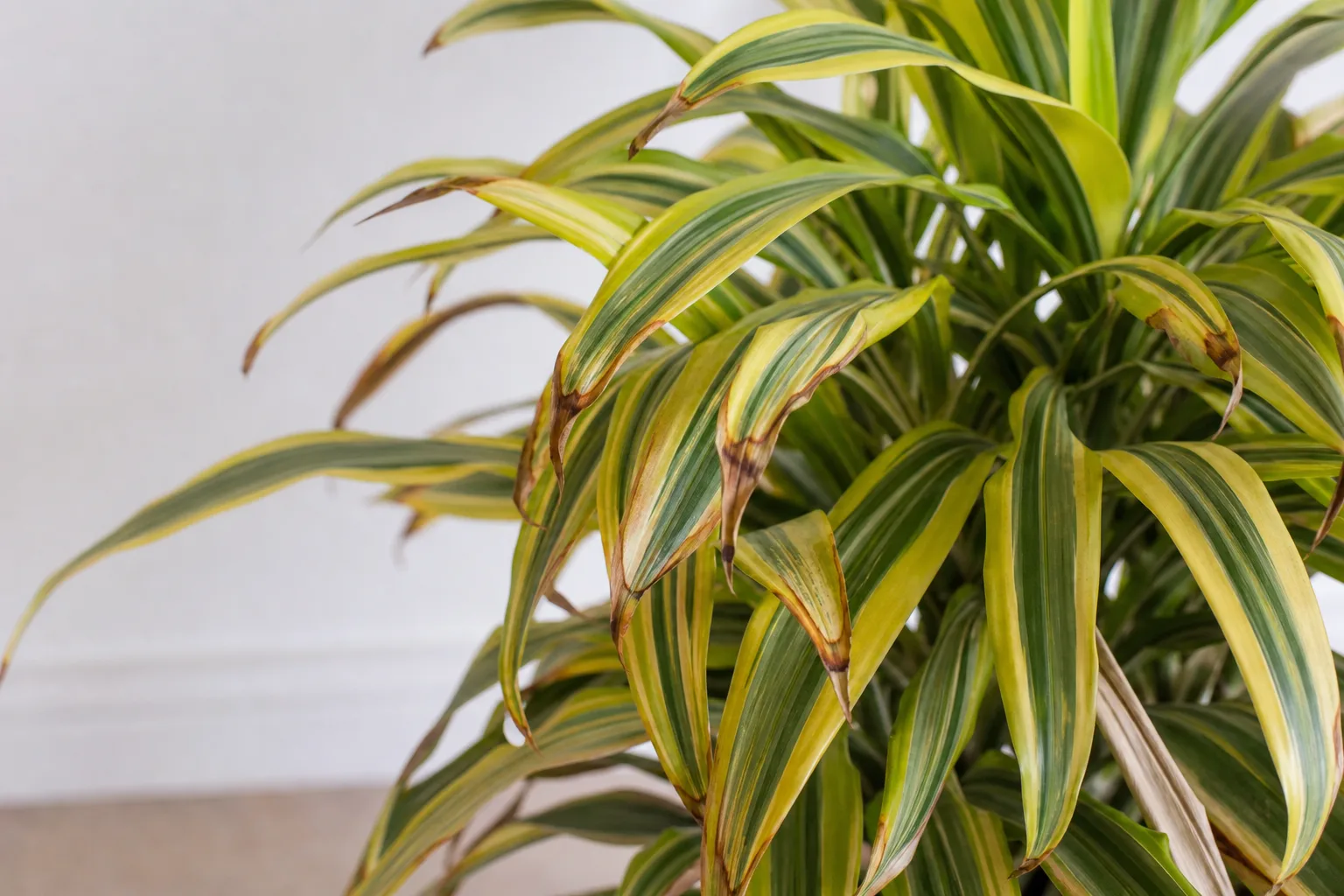 Low Humidity on Song of India - visible symptom on the plant