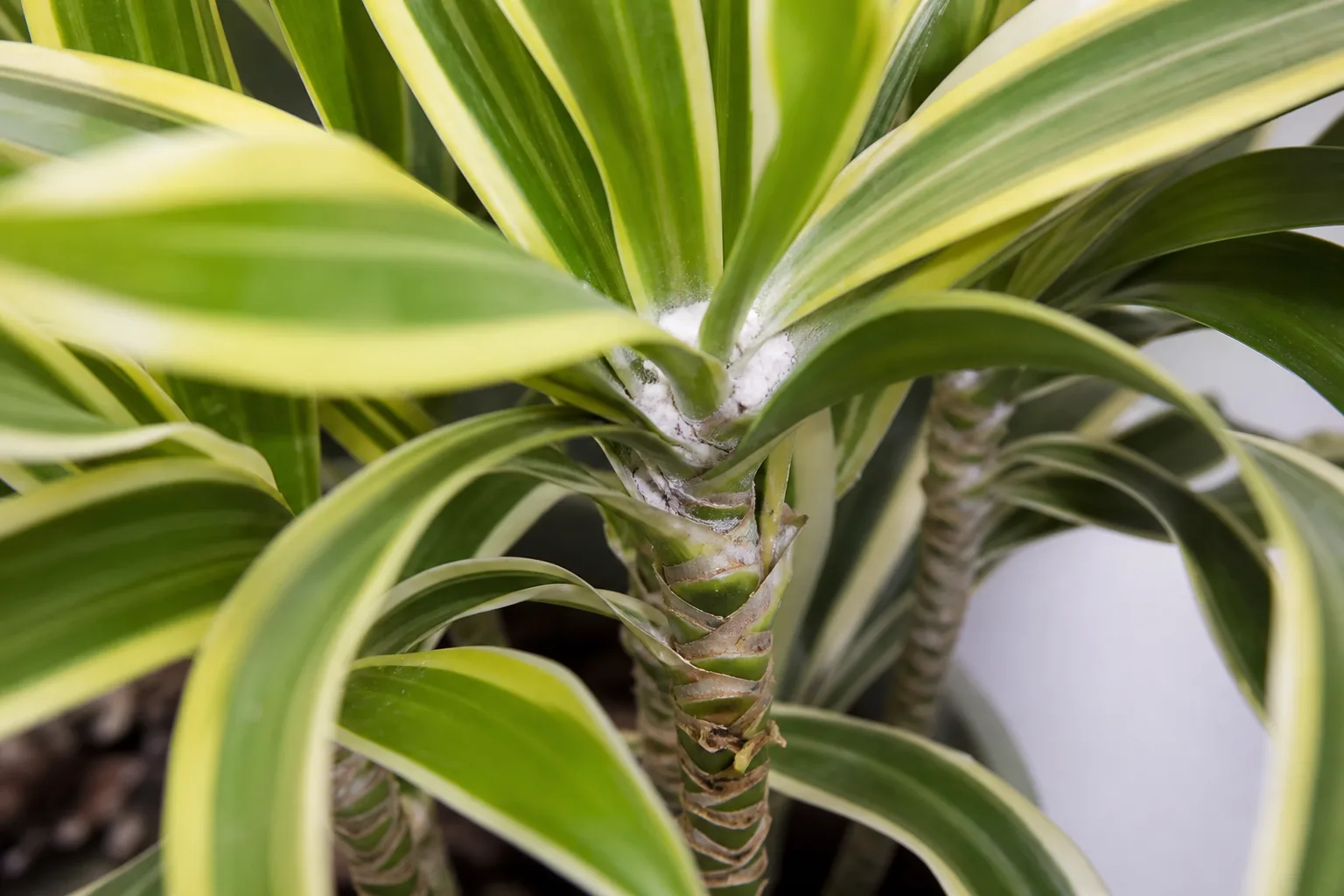 Mealybugs on Song of India - visible symptom on the plant