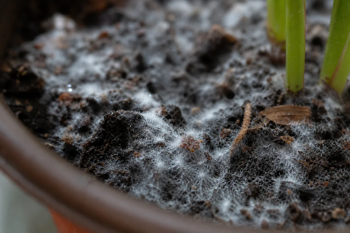 Close-up of Mold on Soil on Song of India - diagnostic detail