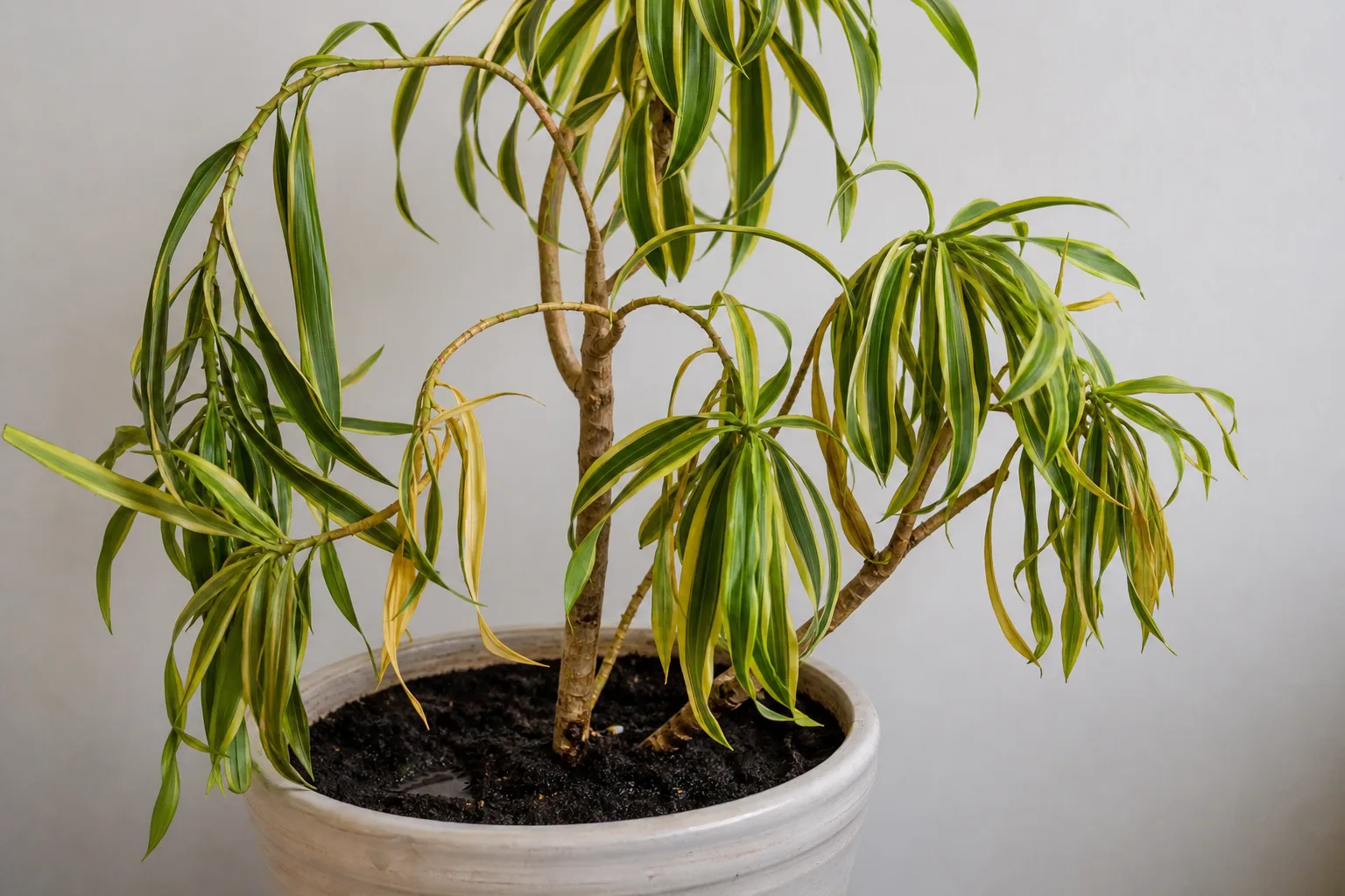 Overwatering on Song of India - visible symptom on the plant