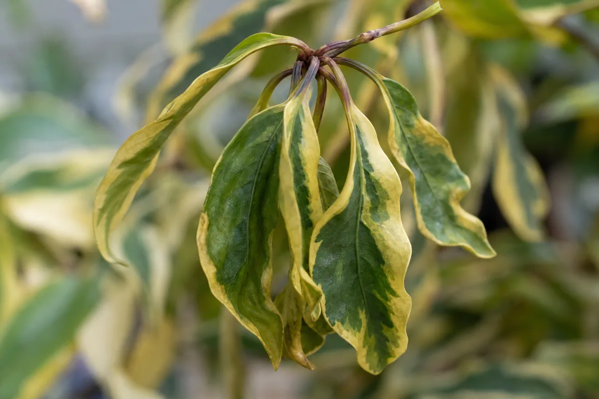 Close-up of Wilting on Song of India - diagnostic detail