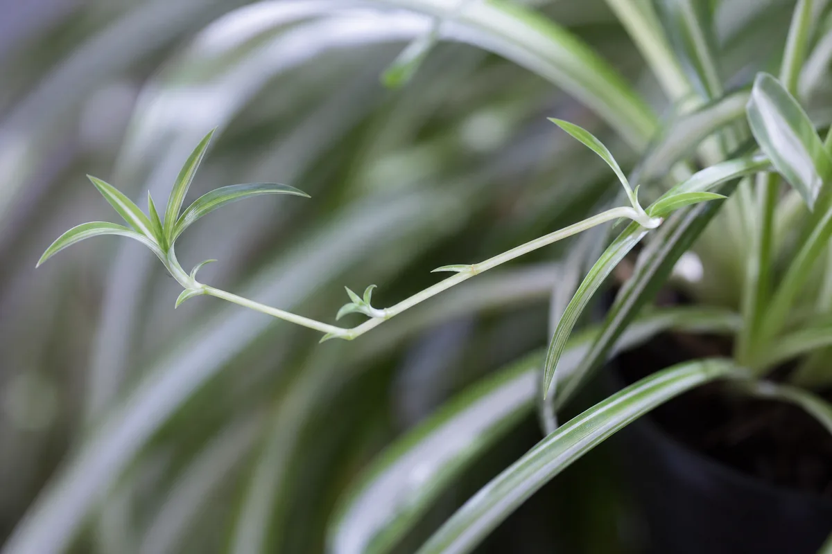 Close-up of Leggy Growth on Spider Plant - diagnostic detail
