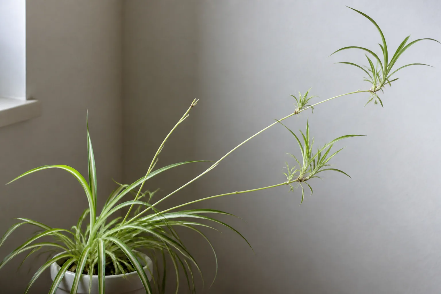 Leggy Growth on Spider Plant - visible symptom on the plant