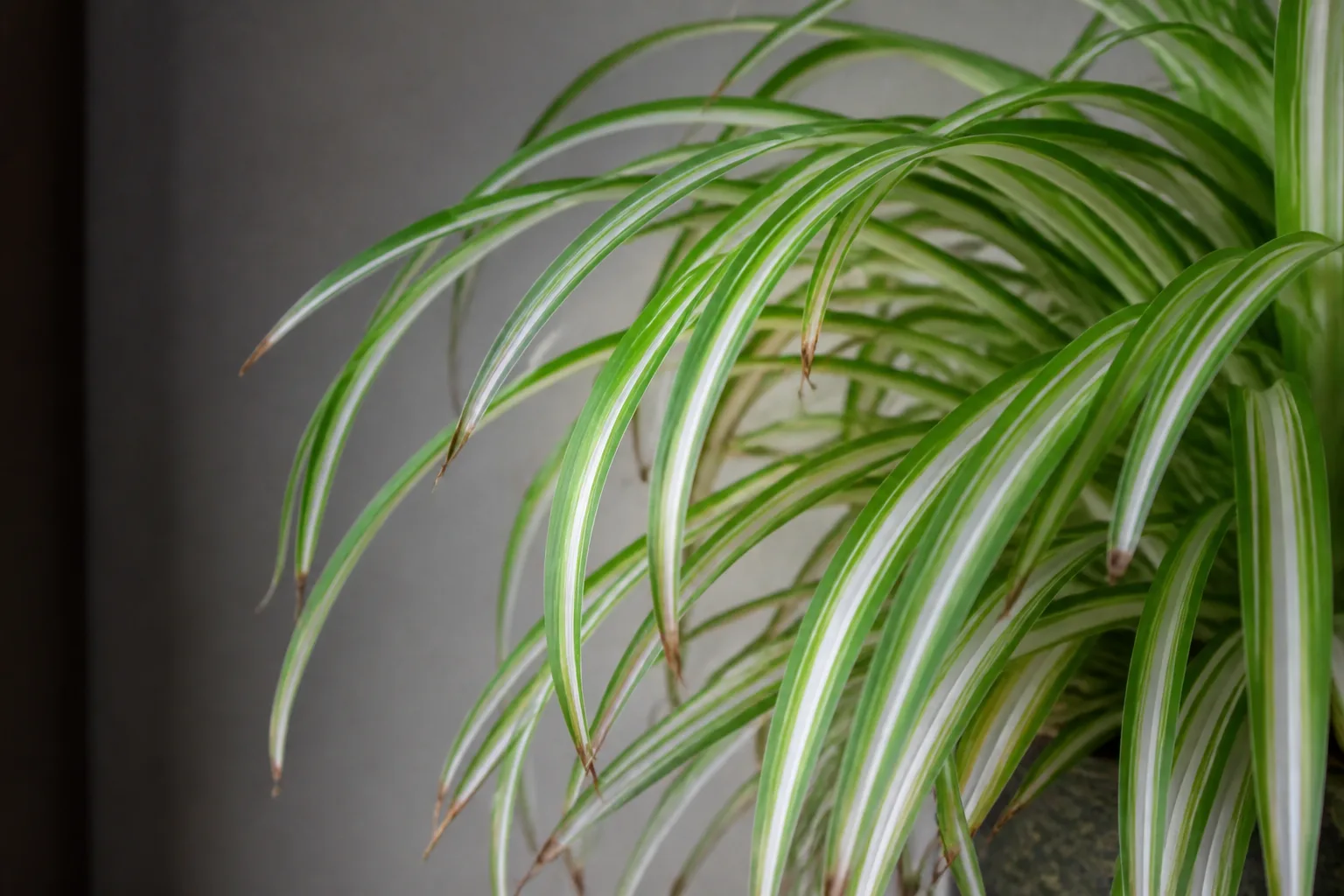 Low Humidity on Spider Plant - visible symptom on the plant