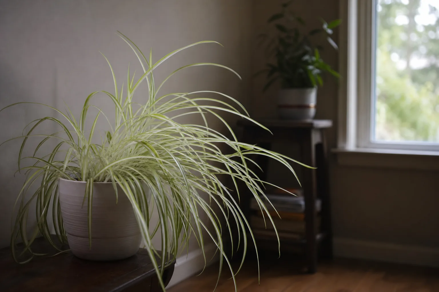Not Enough Light on Spider Plant - visible symptom on the plant
