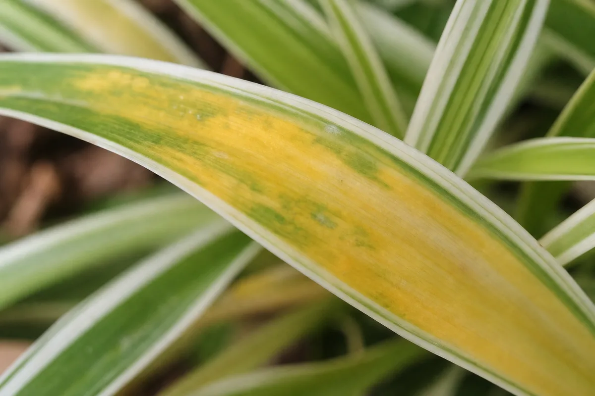 Close-up of Yellow Leaves on Spider Plant - diagnostic detail