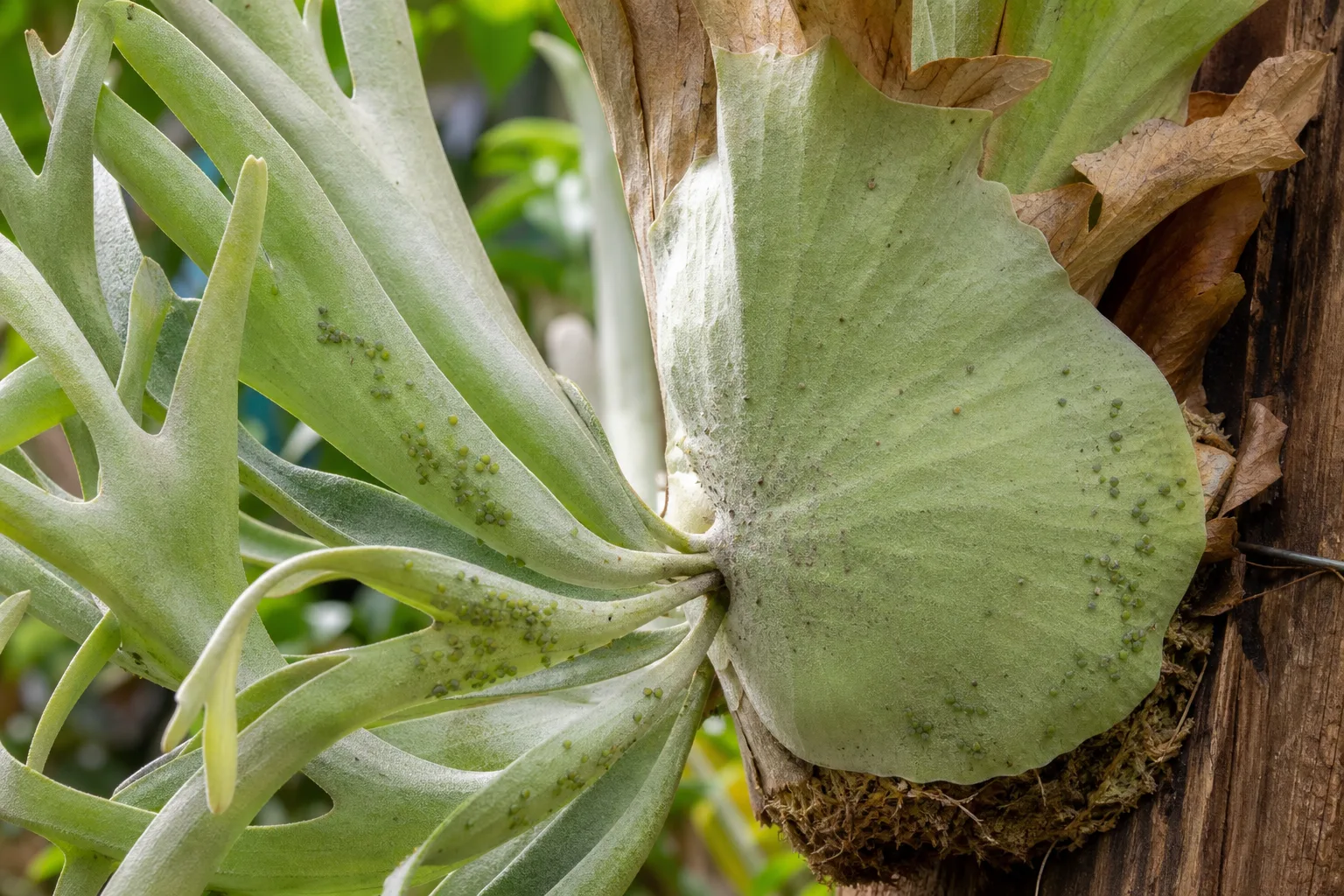 Aphids on Staghorn Fern - visible symptom on the plant