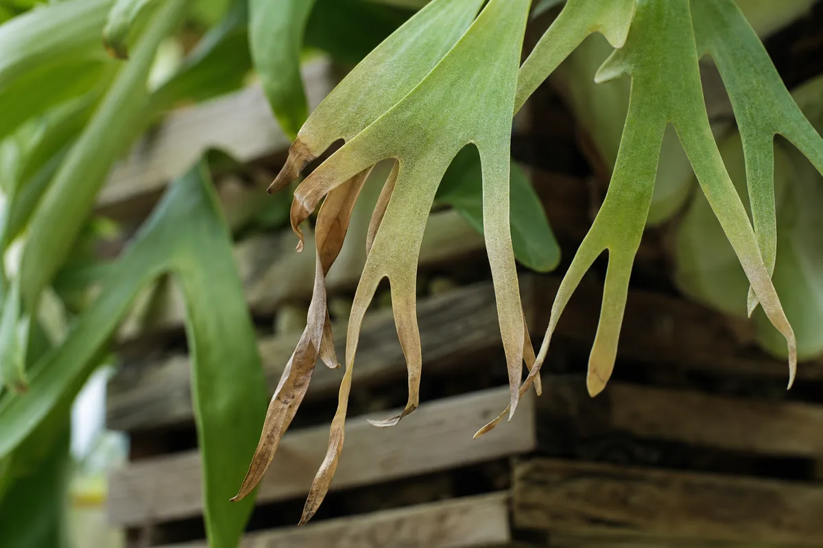 Drooping staghorn fern leaves for wilt diagnosis
