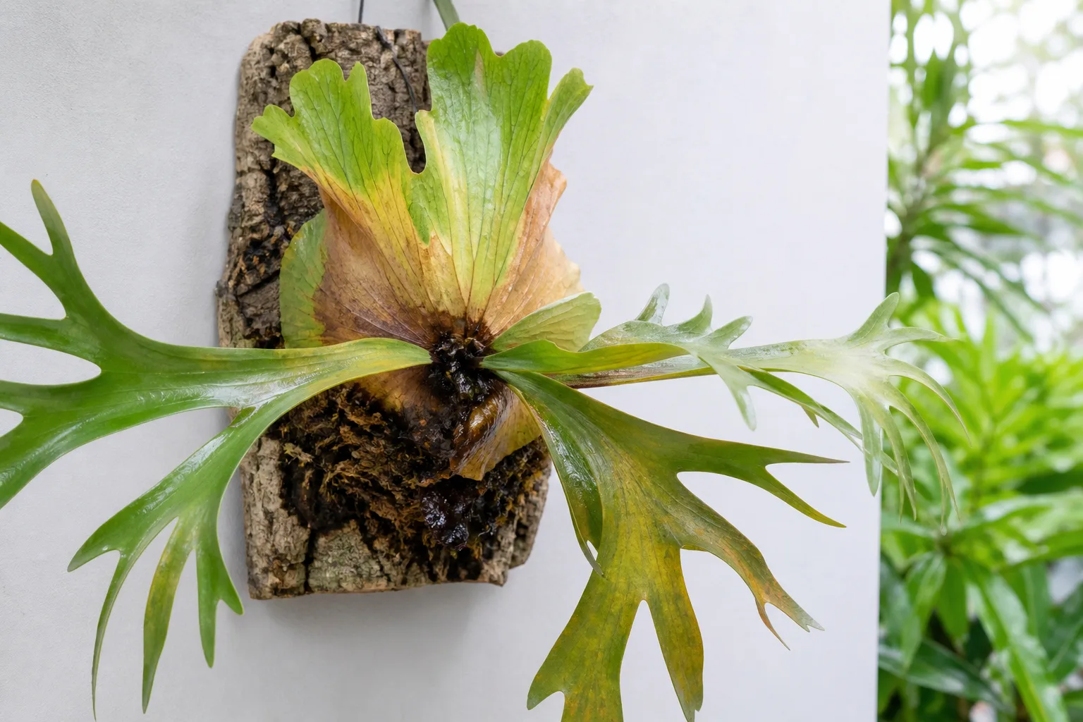 Overwatering damage on a staghorn fern frond and root area