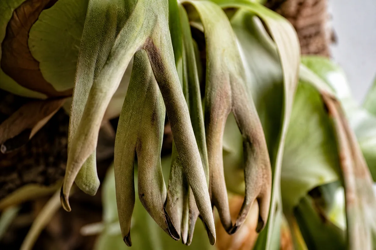 Close-up of Wilting on Staghorn Fern - diagnostic detail