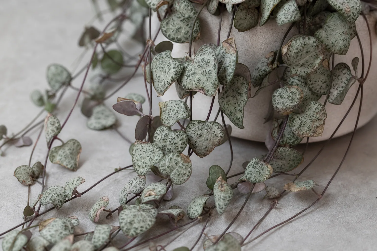 Brown Tips on String of Hearts - visible symptom on the plant