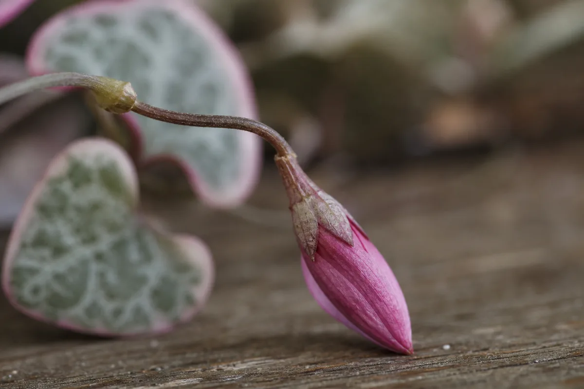 Close-up of Bud Drop on String of Hearts - diagnostic detail