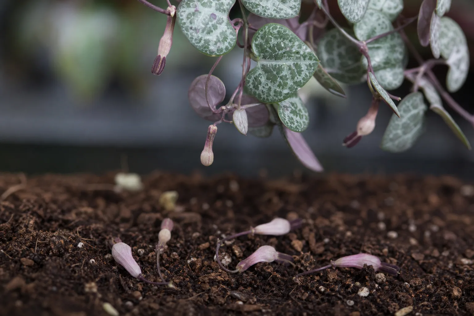 Bud Drop on String of Hearts - visible symptom on the plant