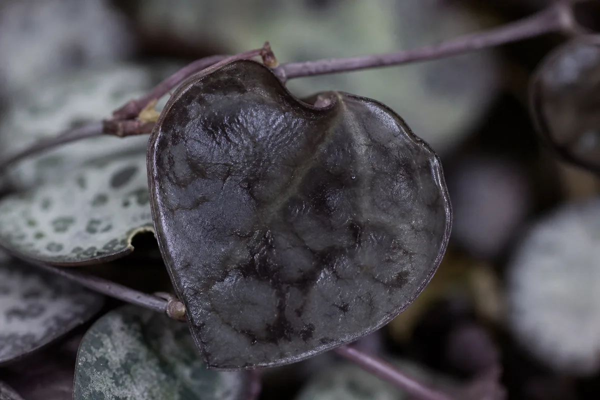 Close-up of Cold Damage on String of Hearts - diagnostic detail