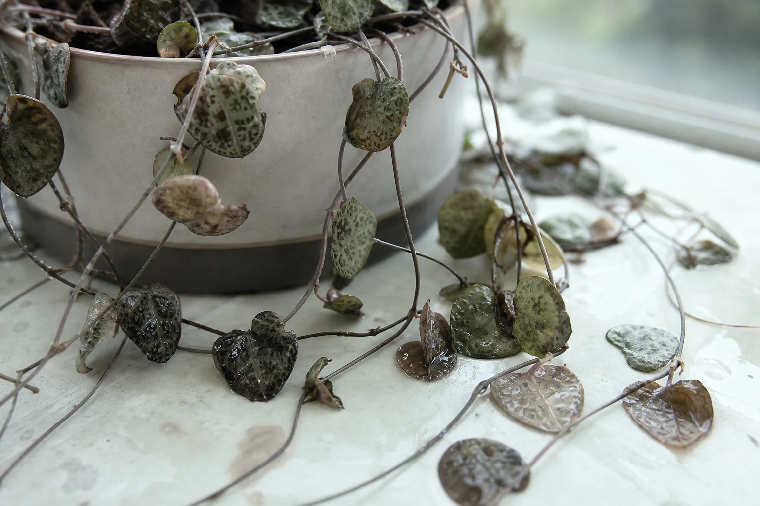 Cold Damage on String of Hearts - visible symptom on the plant