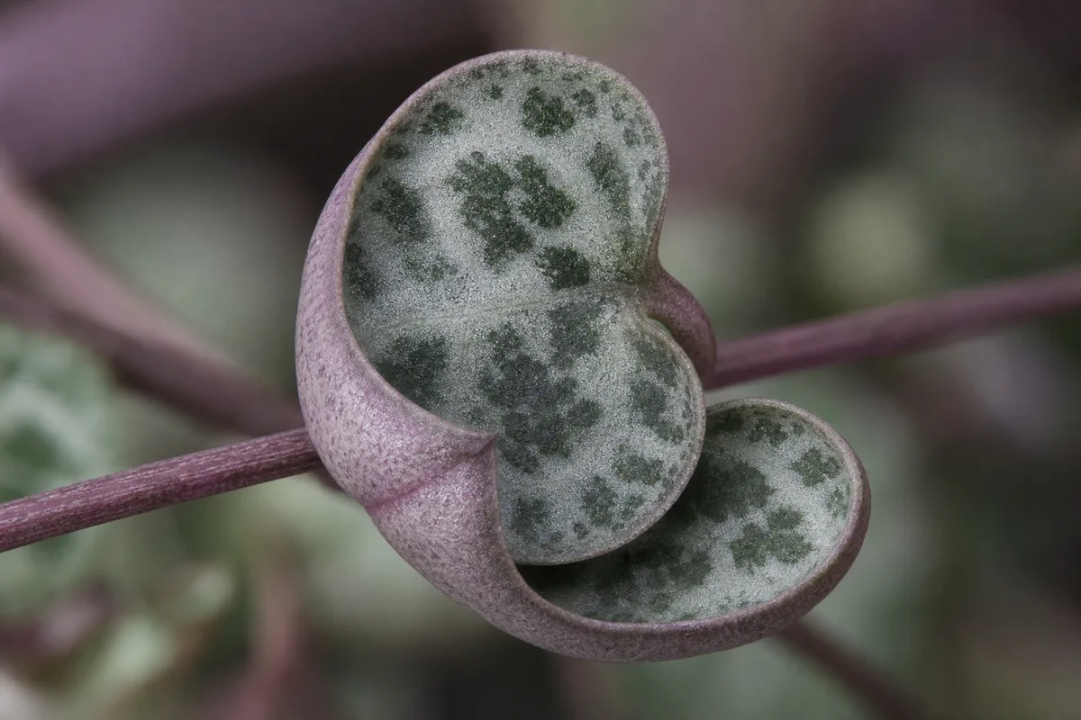 Close-up of Curling Leaves on String of Hearts - diagnostic detail