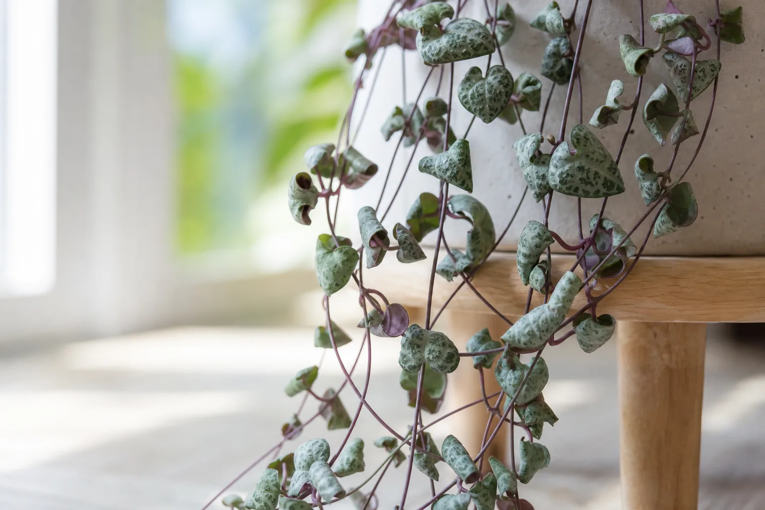 Curling Leaves on String of Hearts - visible symptom on the plant