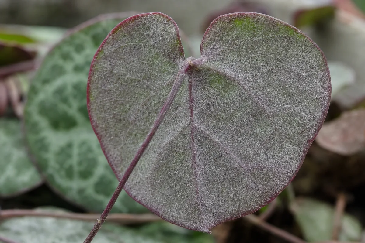 Close-up of Downy Mildew on String of Hearts - diagnostic detail
