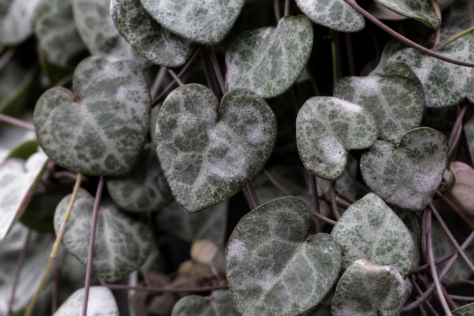 Downy Mildew on String of Hearts - visible symptom on the plant