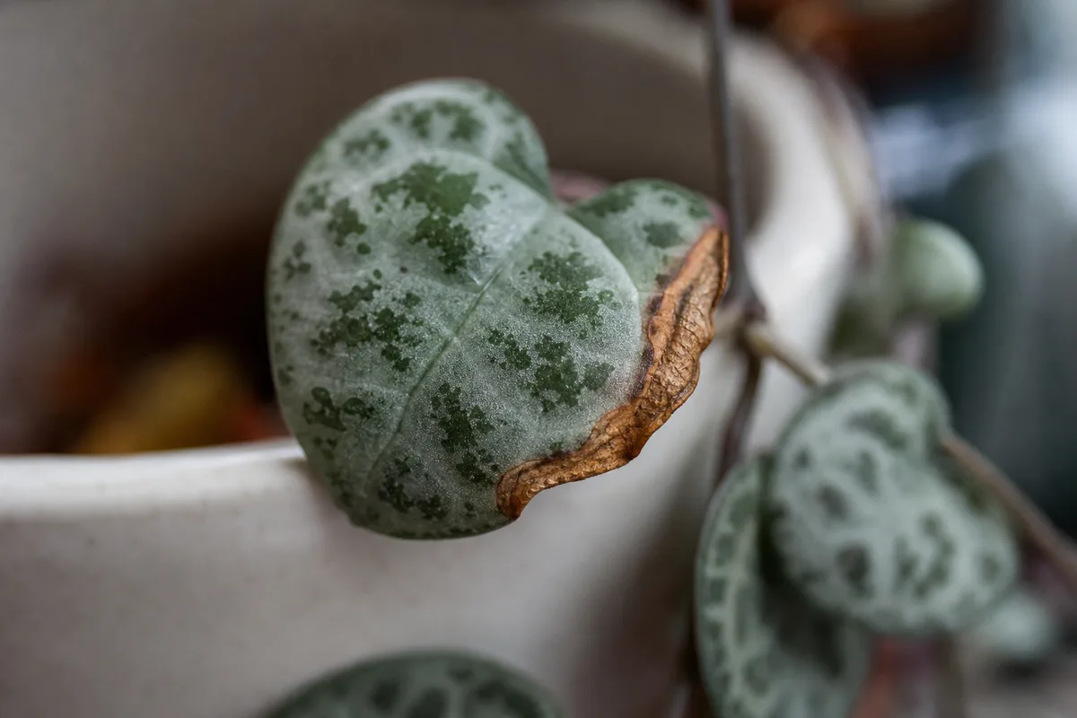 Close-up of Draft Stress on String of Hearts - diagnostic detail