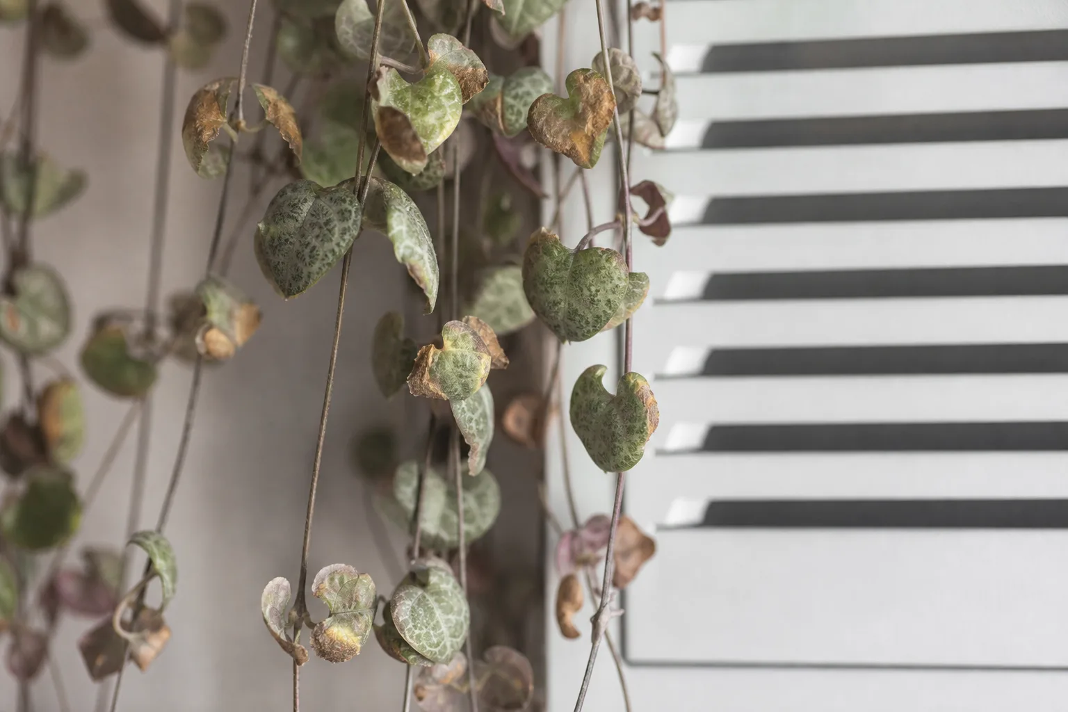 Draft Stress on String of Hearts - visible symptom on the plant