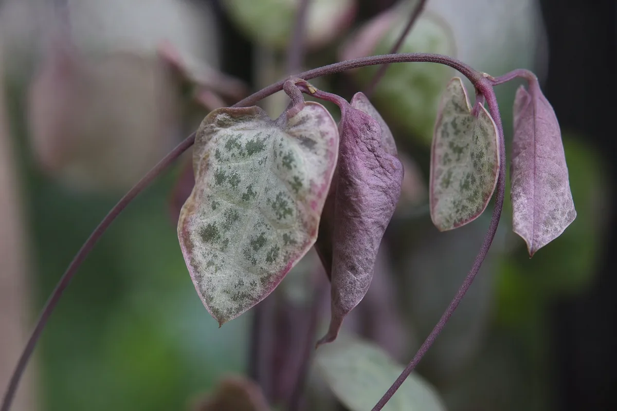Close-up of Drooping Leaves on String of Hearts - diagnostic detail