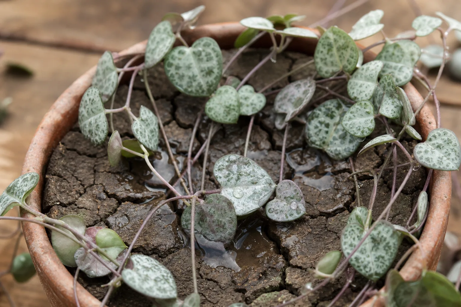 Dry Hydrophobic Soil on String of Hearts - visible symptom on the plant