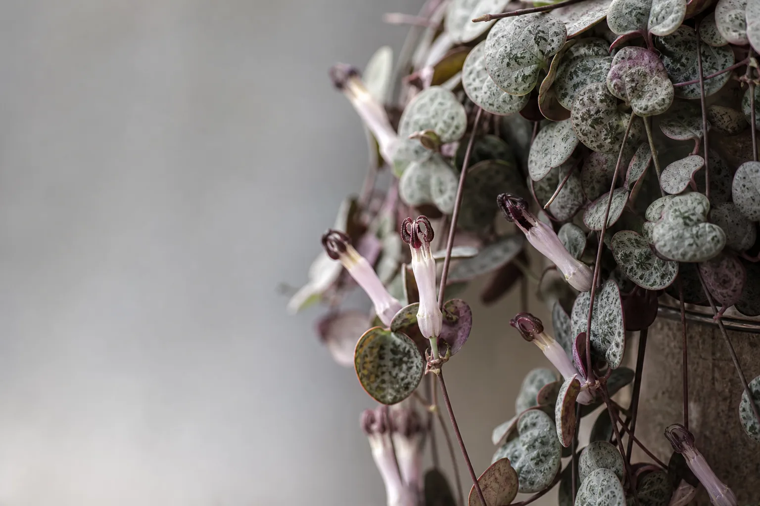 Faded Flowers on String of Hearts - visible symptom on the plant