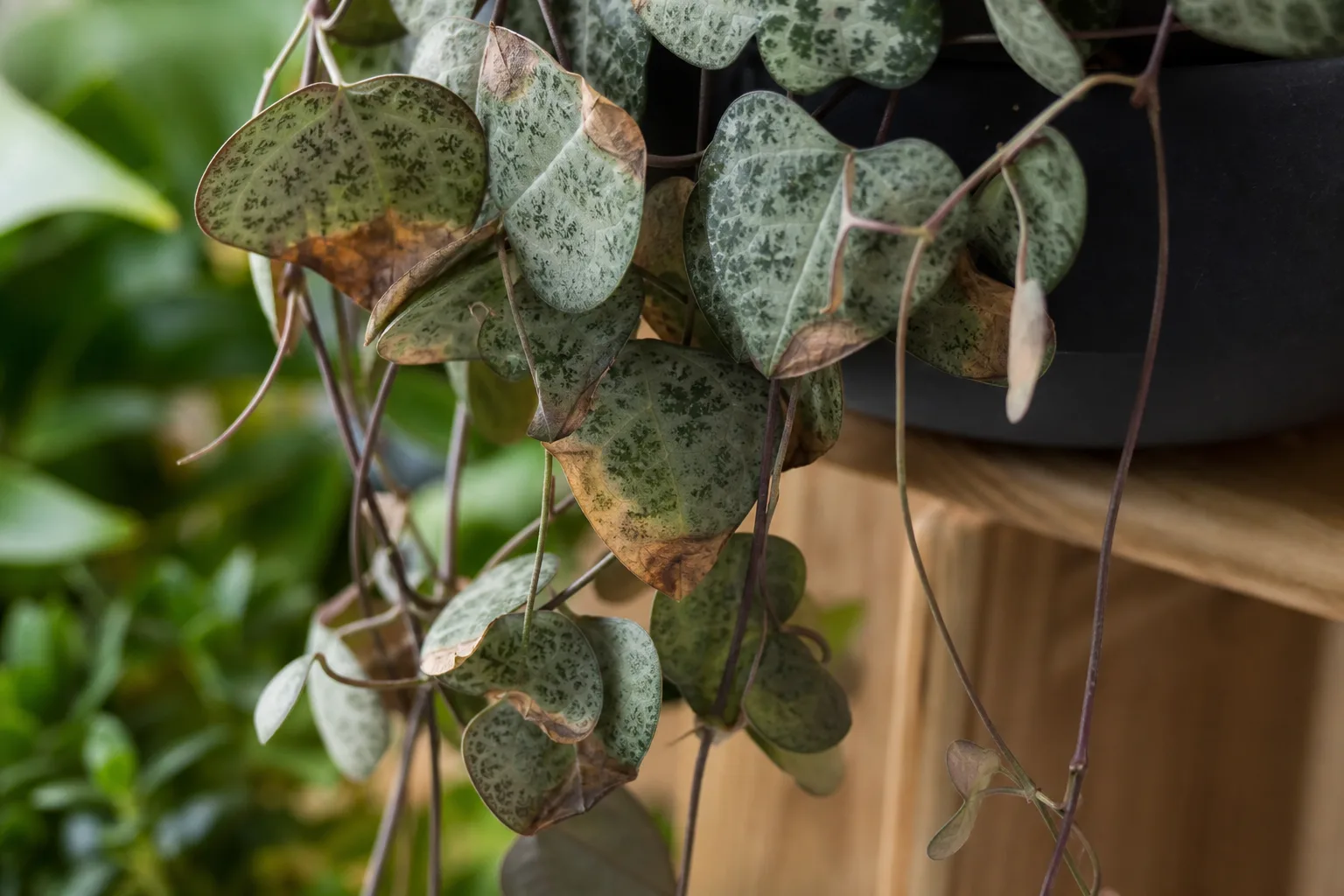 Fertilizer Burn on String of Hearts - visible symptom on the plant