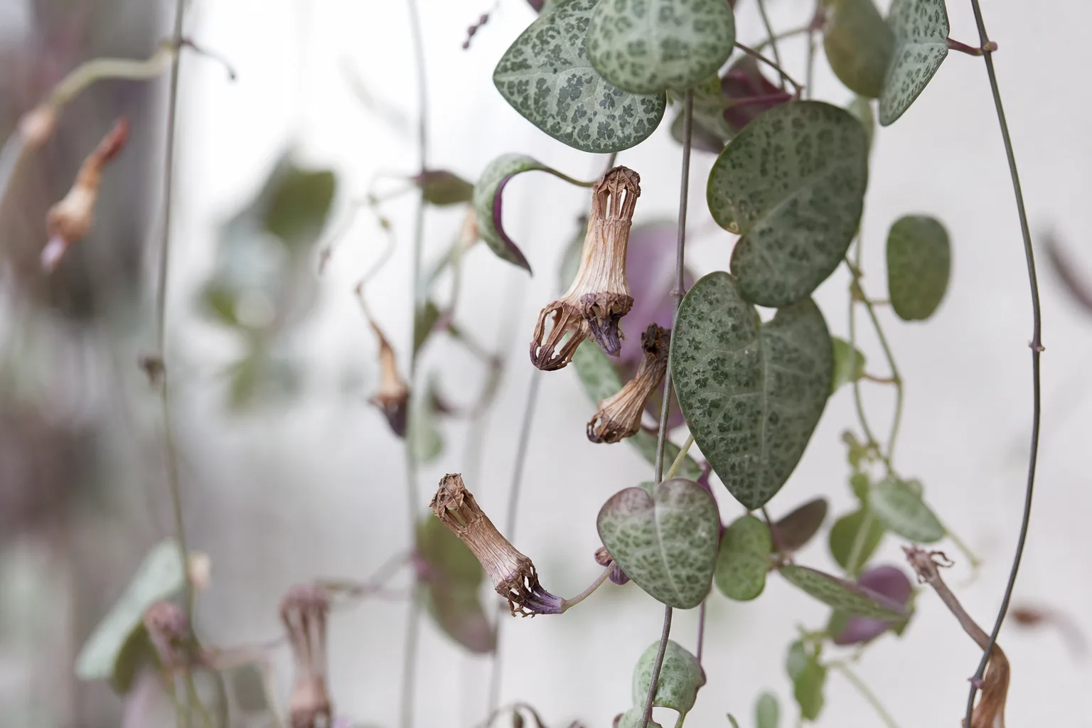 Flowers Turning Brown on String of Hearts - visible symptom on the plant