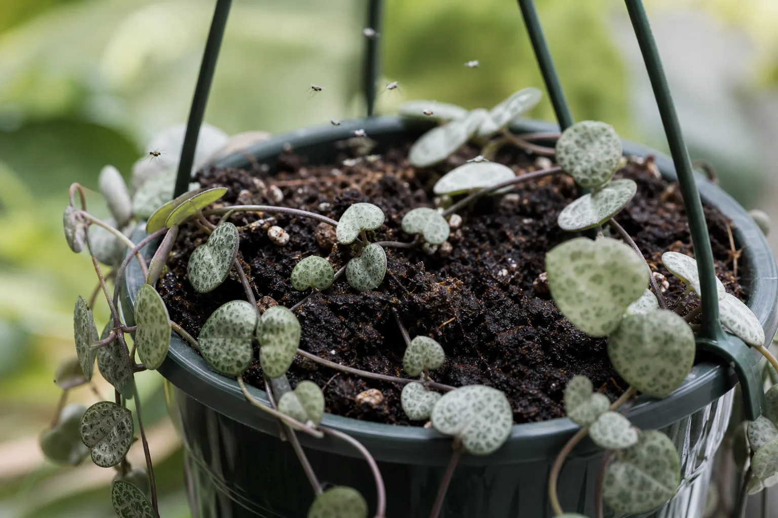 Fungus Gnats on String of Hearts - visible symptom on the plant