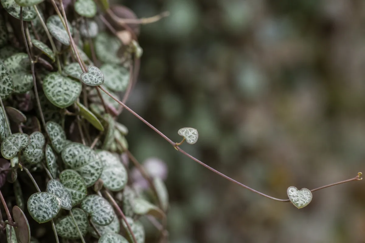 Close-up of Leggy Growth on String of Hearts - diagnostic detail