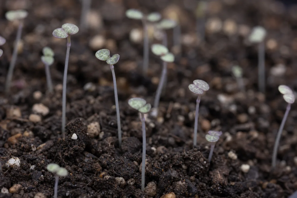 Close-up of Leggy Seedlings on String of Hearts - diagnostic detail