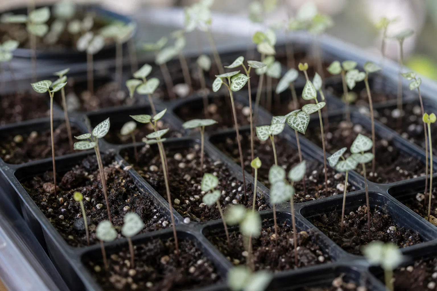 Leggy Seedlings on String of Hearts - visible symptom on the plant