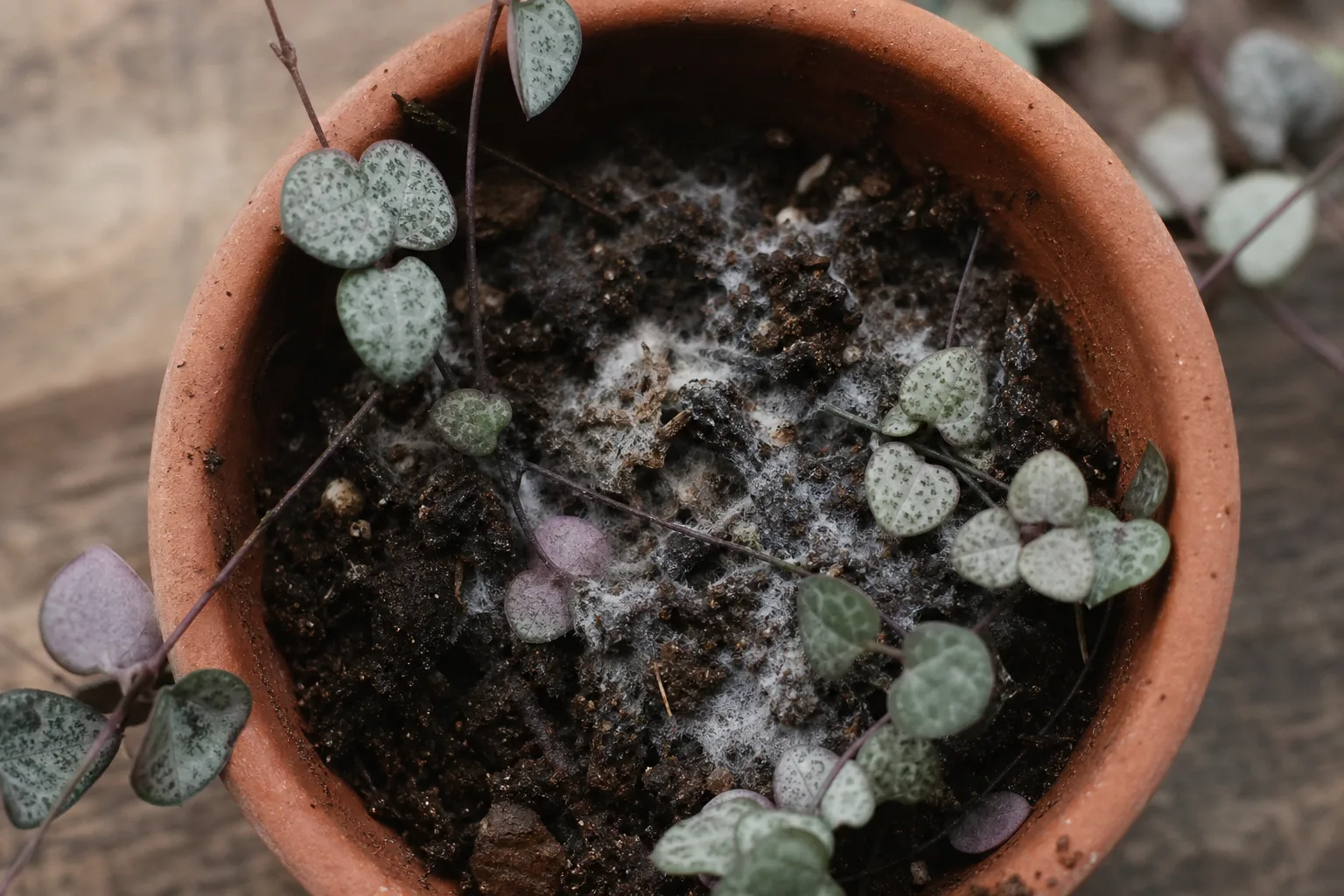 Mold on Soil on String of Hearts - visible symptom on the plant