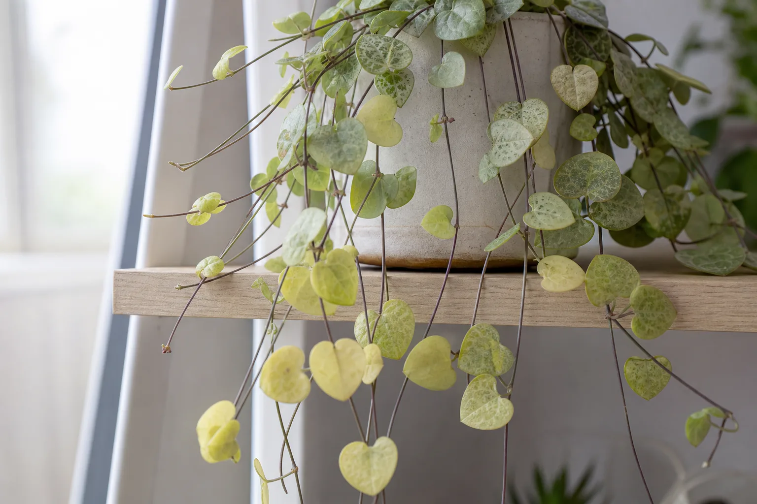 Nitrogen Deficiency on String of Hearts - visible symptom on the plant
