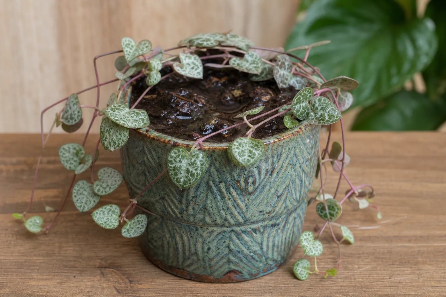 No Drainage Hole on String of Hearts - visible symptom on the plant