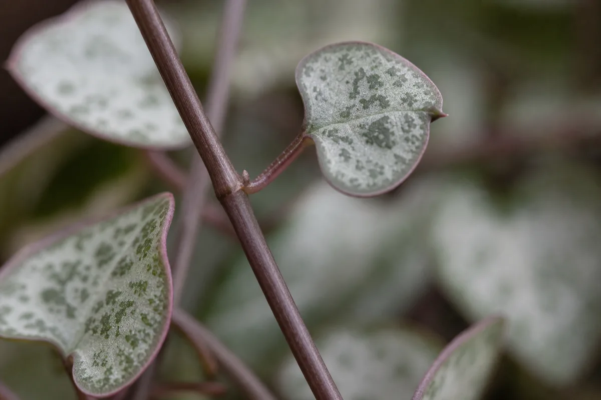 Close-up of No Flowers on String of Hearts - diagnostic detail