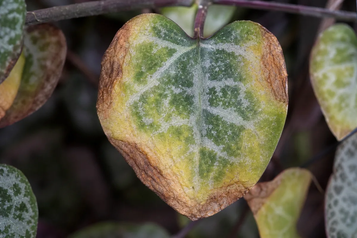 Close-up of Potassium Deficiency on String of Hearts - diagnostic detail