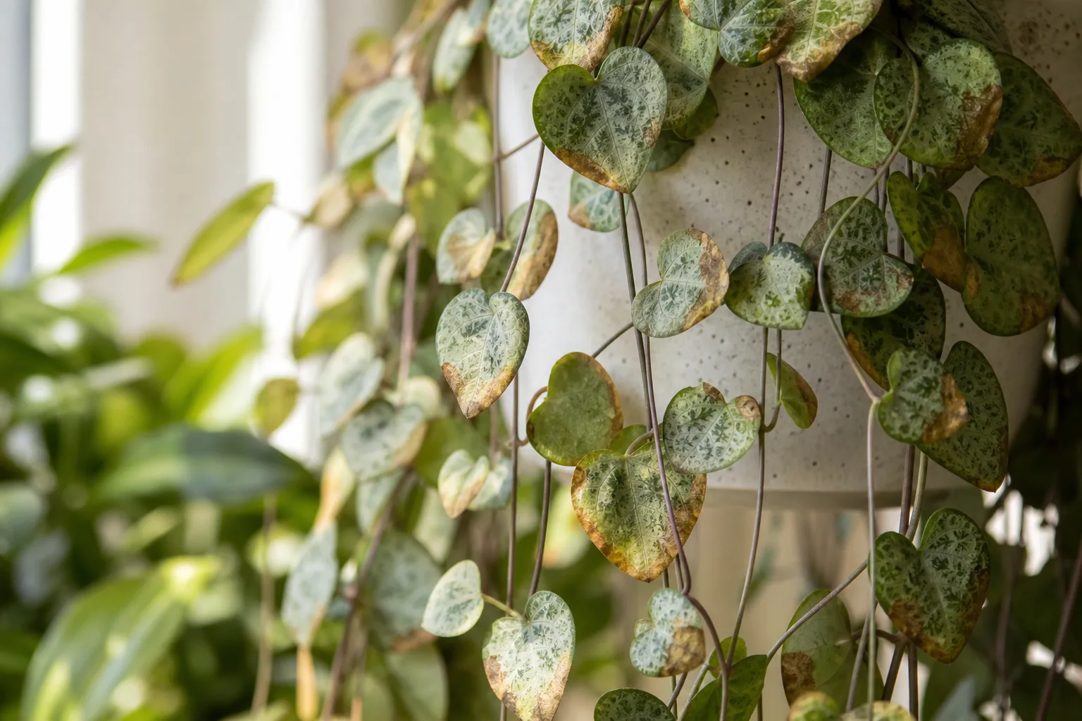 Potassium Deficiency on String of Hearts - visible symptom on the plant