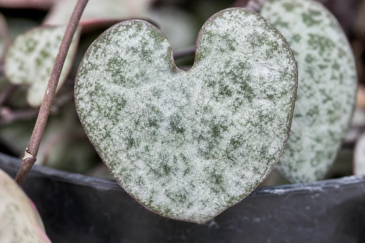 Close-up of Powdery Mildew on String of Hearts - diagnostic detail