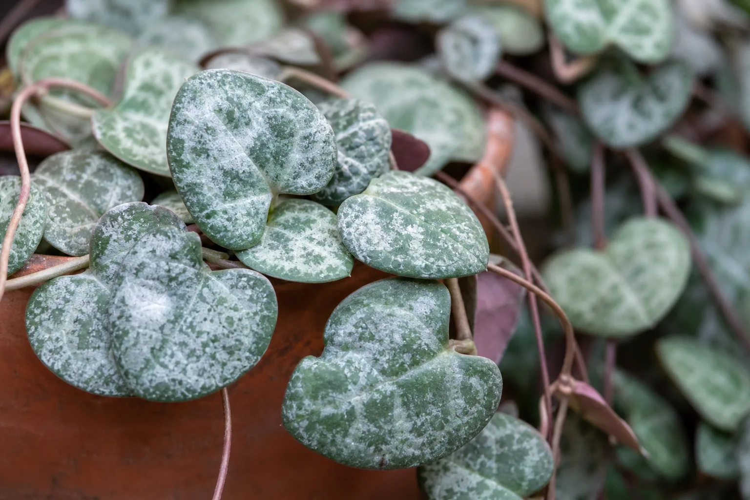 Powdery Mildew on String of Hearts - visible symptom on the plant