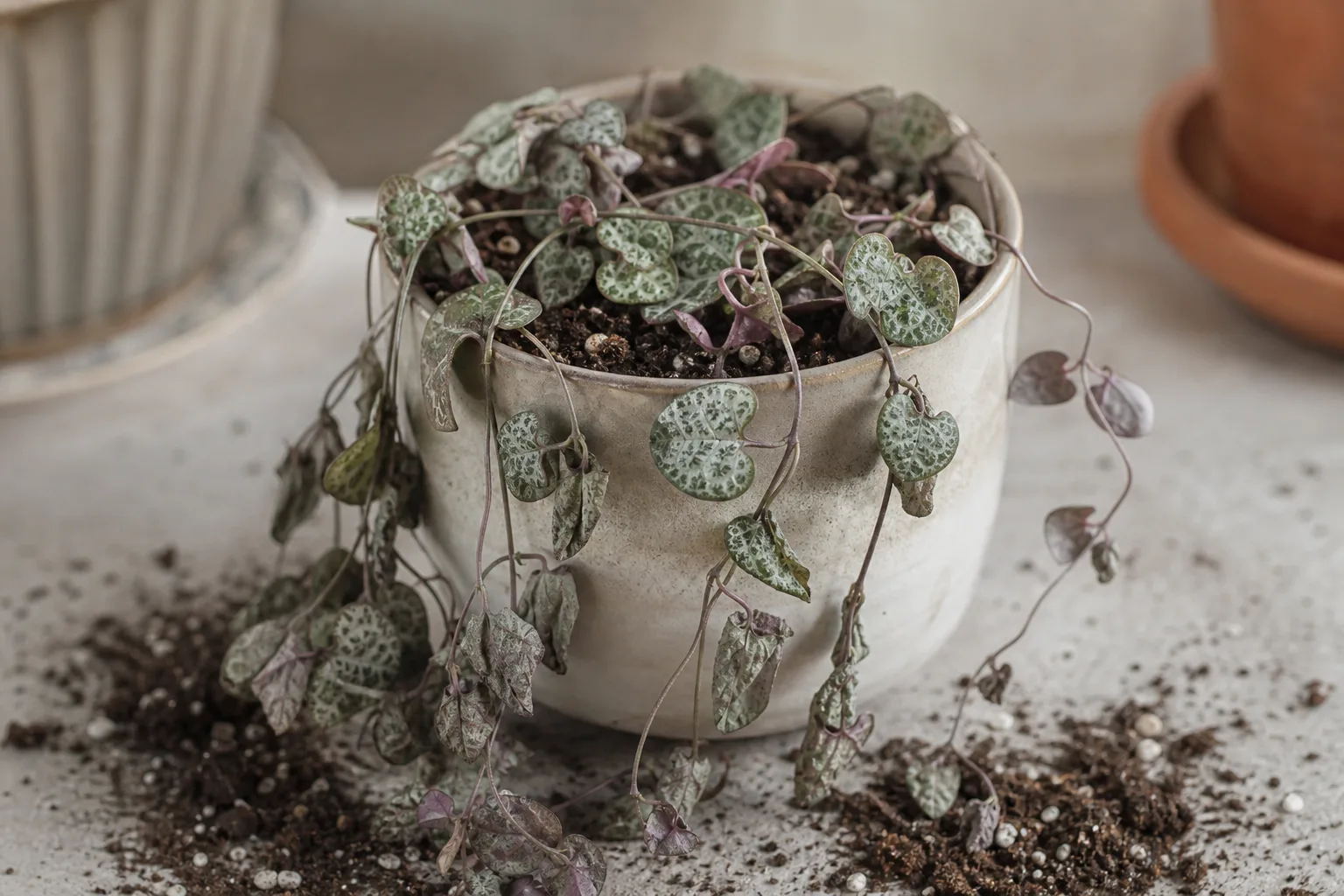 Repotting Stress on String of Hearts - visible symptom on the plant