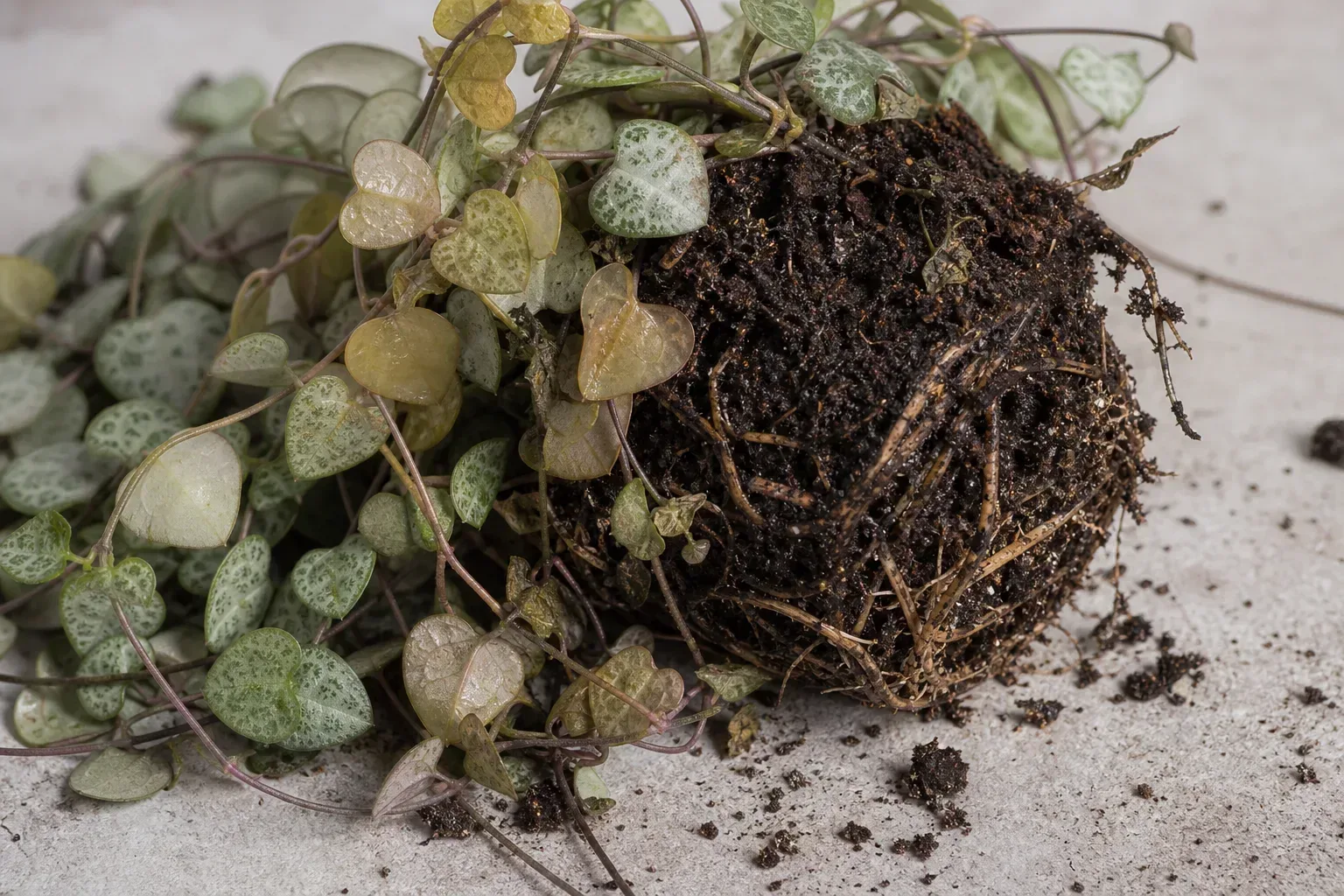 Root Rot on String of Hearts - visible symptom on the plant